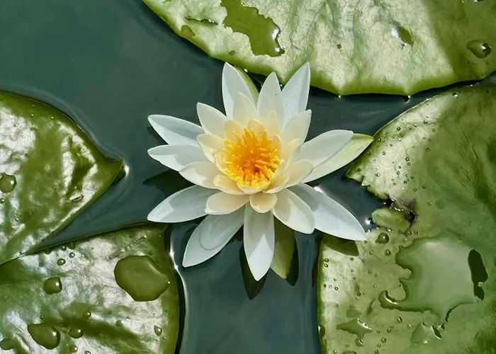 Hotell Seehotel Princes